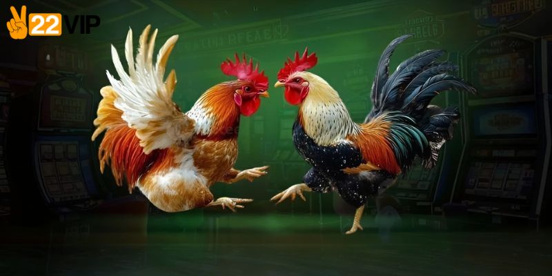 Cách tham gia đá gà trực tuyến hôm nay
